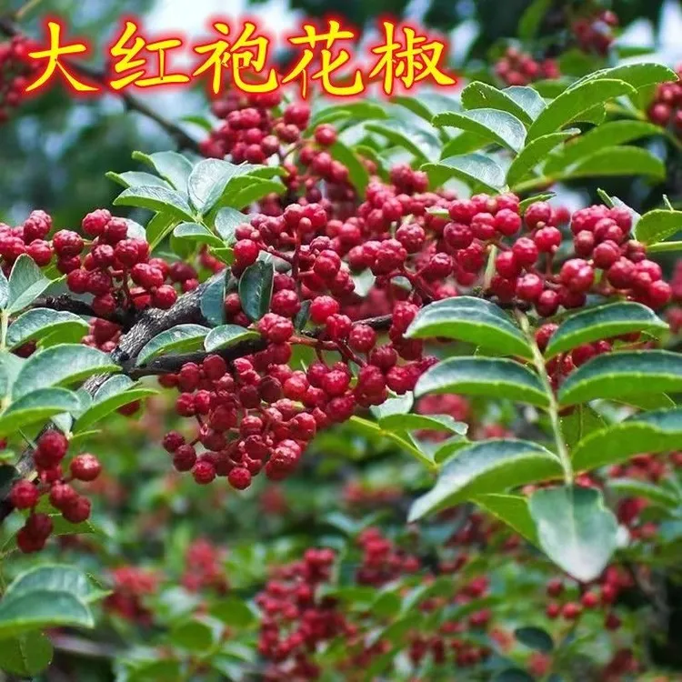 花椒树苗大红袍花椒树苗一树多用抗寒高产花椒树苗盆栽地载