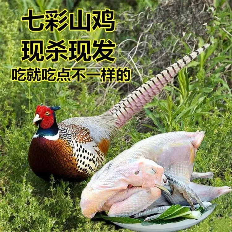 七彩山鸡肉 现宰先发 保证新鲜 共2只（买一送一）