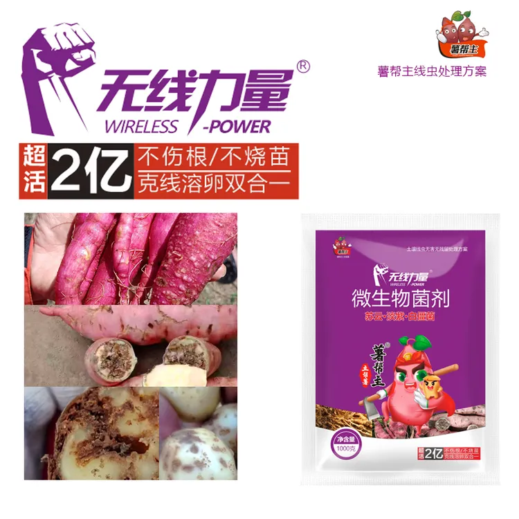 薯帮主无线力量微生物菌剂线虫处理方案淡紫