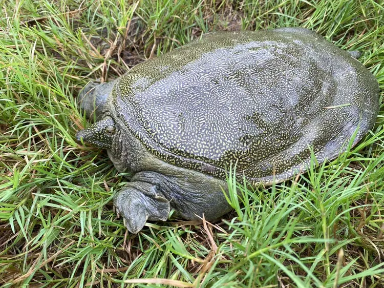 特惠2只套装，外塘原生态养殖甲鱼，顺丰包邮包活到家确保新鲜