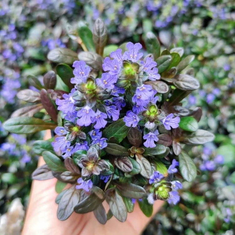 姬十二单筋骨草日本山野宿根花卉多年生盆栽耐寒耐热耐荫阳台庭院