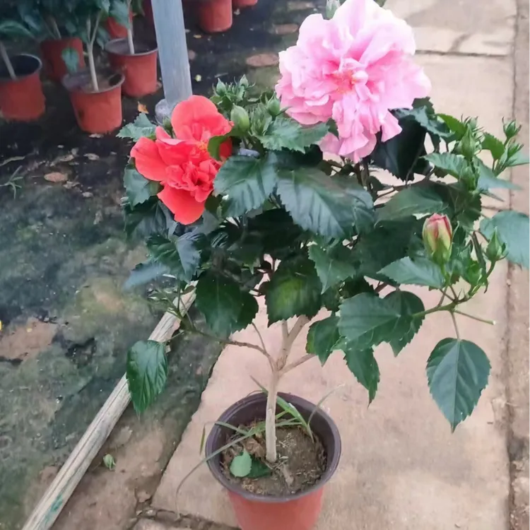 重瓣芙蓉牡丹盆栽木槿朱槿老桩植物室内阳台花卉大红花桑叶牡丹