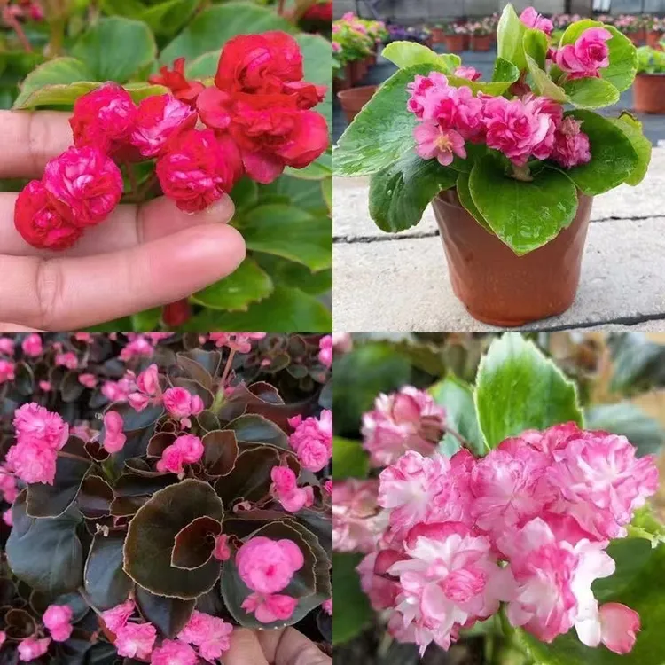 玻璃球球重瓣四季海棠花苗盆栽带花苞玻璃翠秋海棠阳台庭院多年生