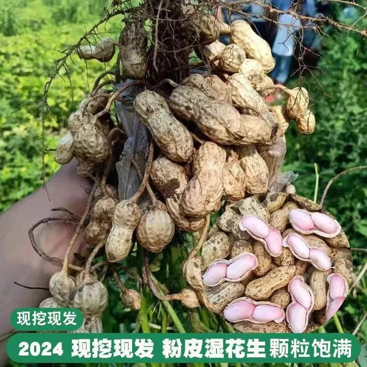 河南周口2024年新鲜湿花生带壳带泥粉皮花生现挖花生可水煮生吃