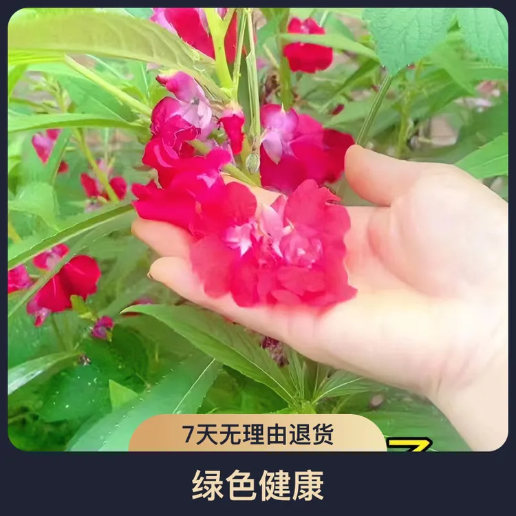 【无工具】美甲指甲草染指甲粉小桃红凤仙花植物美甲指甲草显白红色