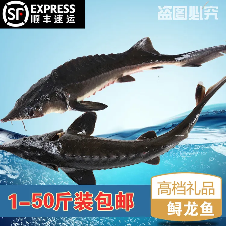 鲟龙鱼顺丰包邮鲜活鱼到家送货上门中华高档礼品鱼大型观赏食用鱼