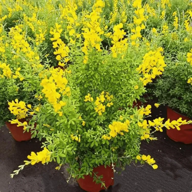 黄金雀盆栽花苗好养四季花卉金雀花阳台室外耐寒多年生好养