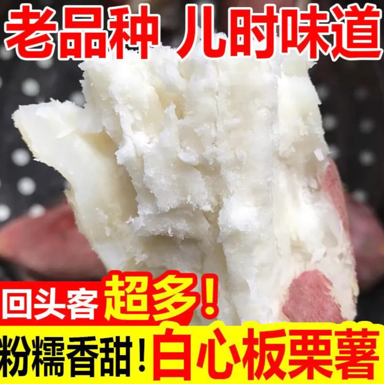 2024现挖老品种白心板栗红薯粉糯香甜