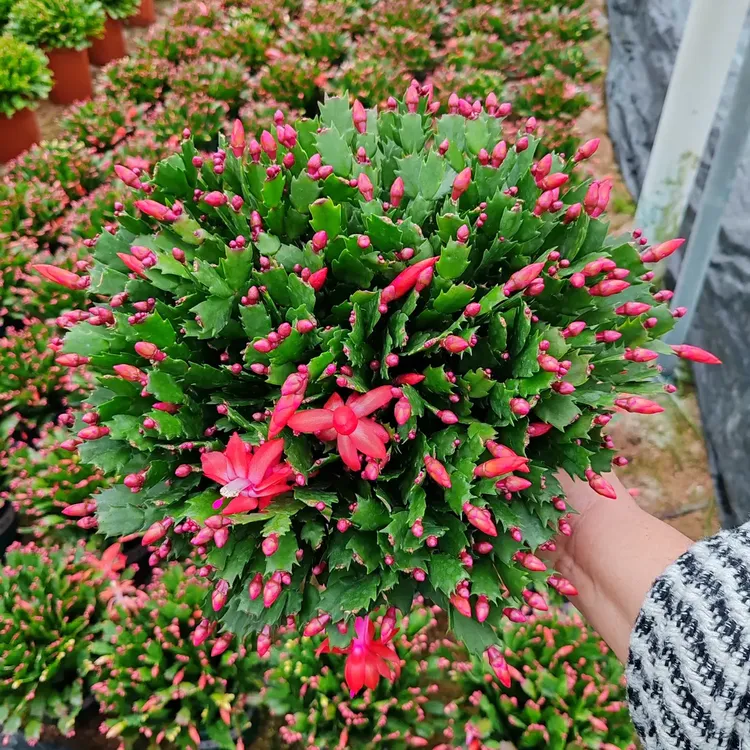 蟹爪兰盆栽带花苞发货室内阳台办公室花卉绿植好养易活易开花