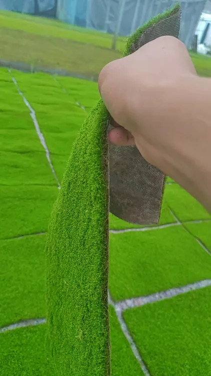 鲜活苔藓人工纱布短绒藓微景观造景水陆缸花盆铺面