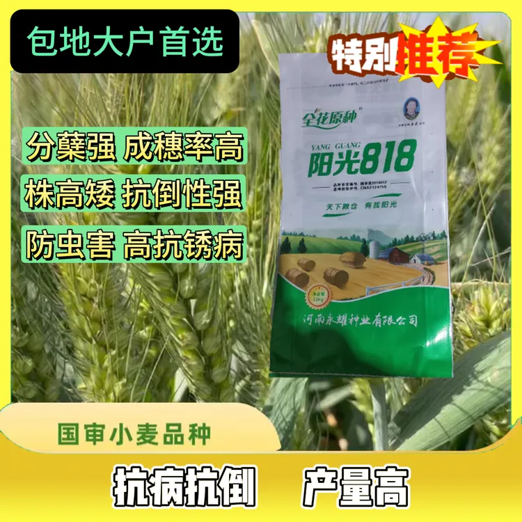 十袋装阳光818国审高产稳产小麦种抗倒伏抗倒春寒产量种植优质