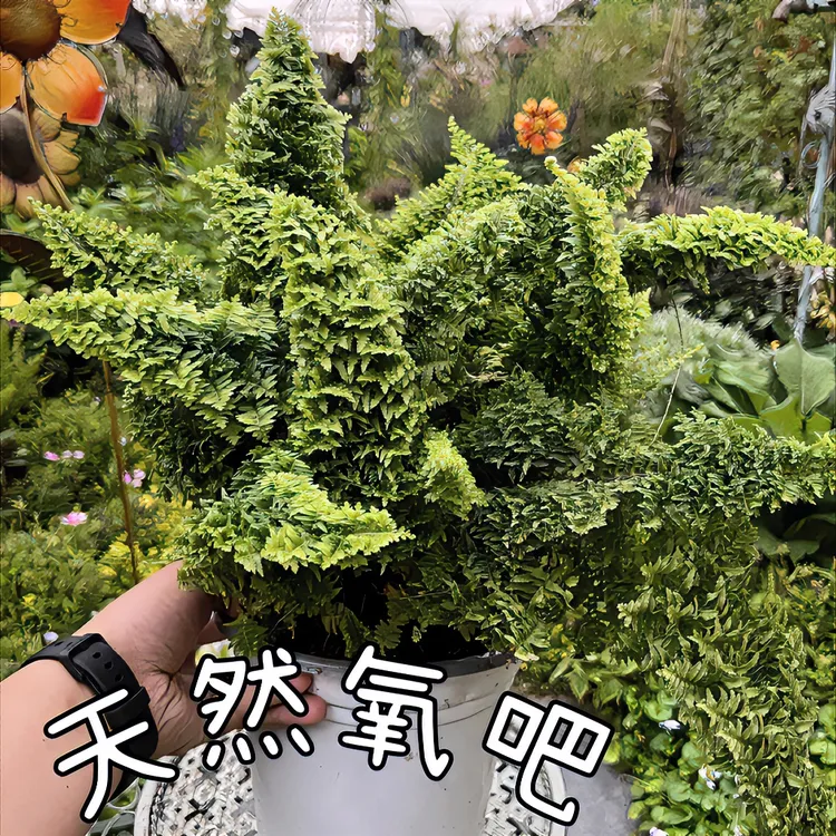棉花糖蕨天然氧吧蕾丝蕨植物新宠盆栽净化空气好养耐活室内绿植