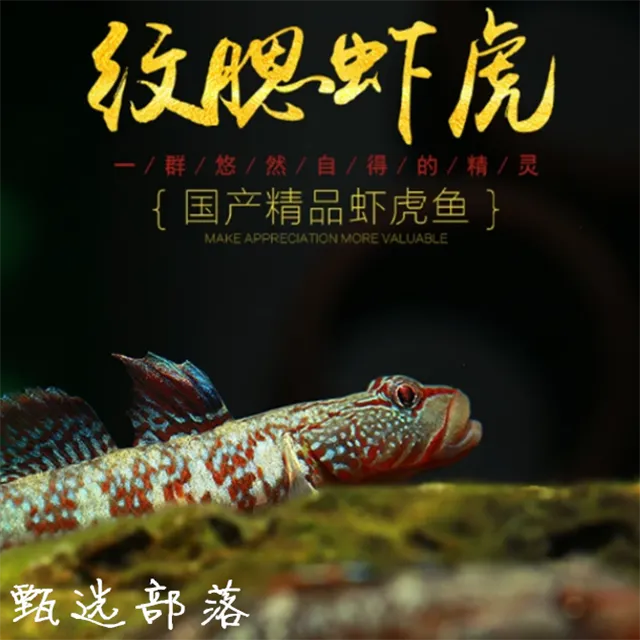 纹腮虾虎鱼原生冷水观赏鱼纹鳃溪流翻沙搬沙虾虎活体精品