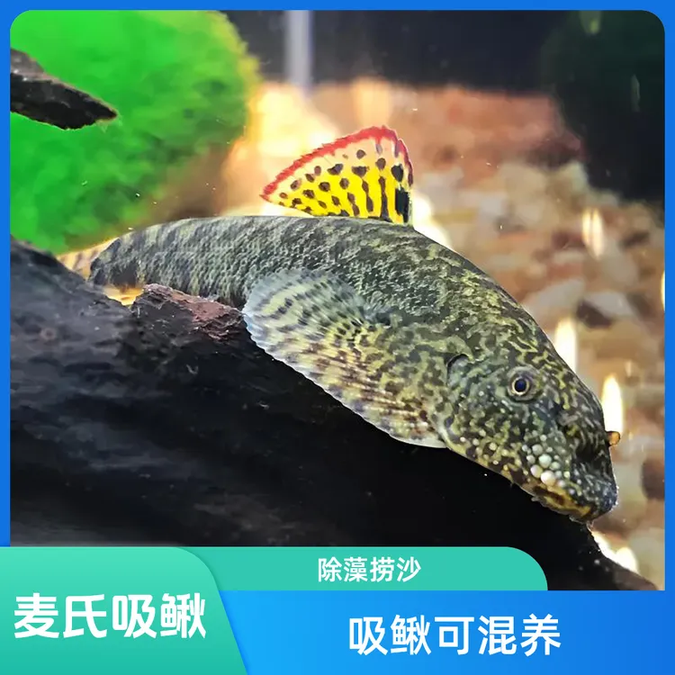 吸鳅爬鳅琵琶鱼原生鱼除藻清洁工具观赏鱼小型可活体净化鱼缸虾虎