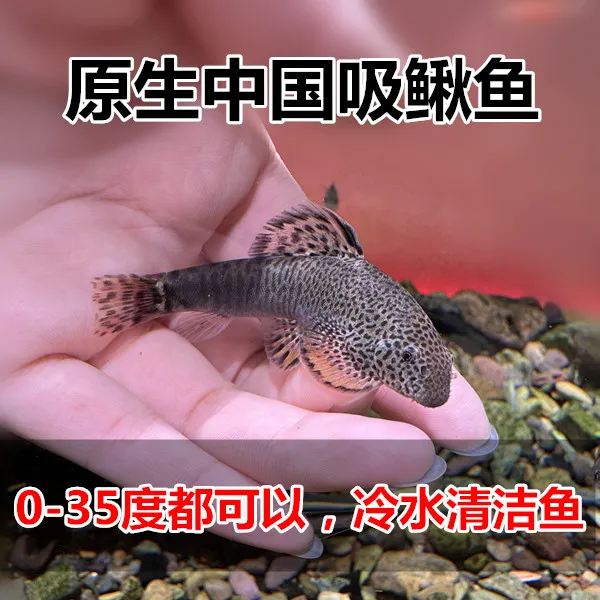 吸鳅鱼冷水清洁鱼清道夫原生鱼长汀麦氏吸鳅除藻擦玻璃净化鱼缸