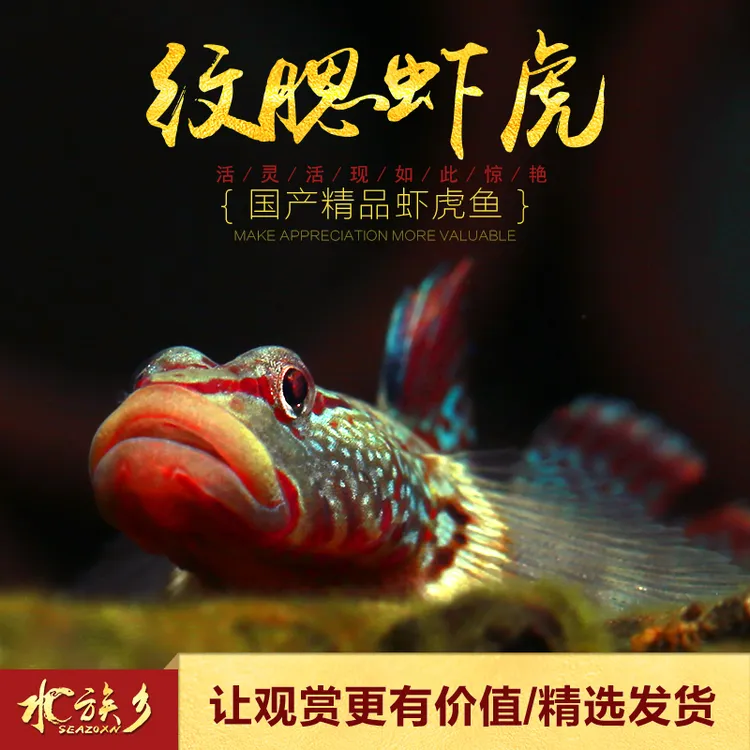 溪流缸纹腮吻虾虎鱼原生冷水观赏鱼纹鳃溪流翻沙红鳍净化鱼缸包邮