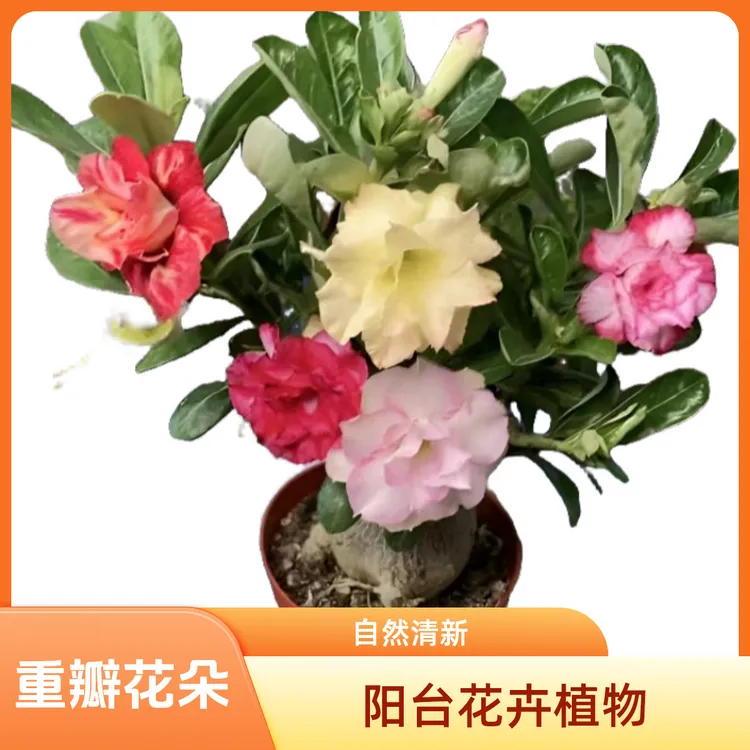 5--8年多色重瓣四季开花老桩耐热植物耐旱阳台正宗玫瑰花苗