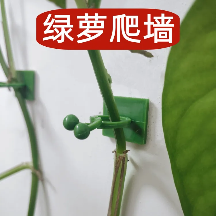 绿萝爬墙神器吸盘月季爬墙固定神器绿箩绿植固定器挂墙壁式免打孔