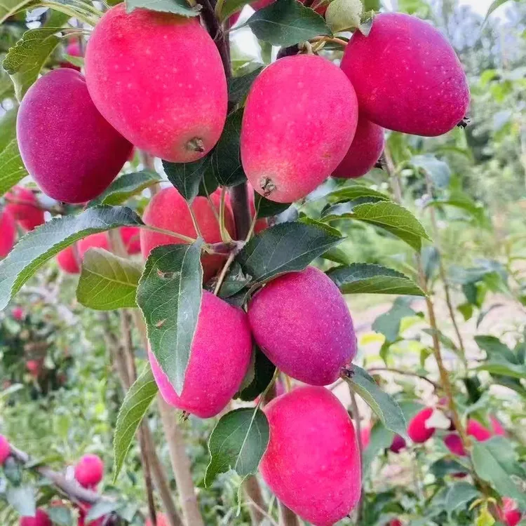 鸡心果种苗落叶草本植物,两天内发货