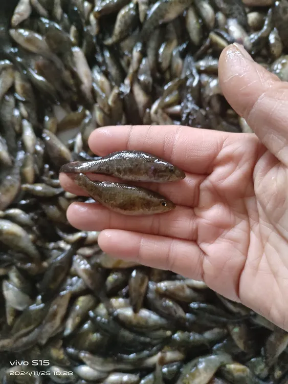 小号老头6斤鱼食闲小勿拍活体速冻发货（有点杂介意勿拍）