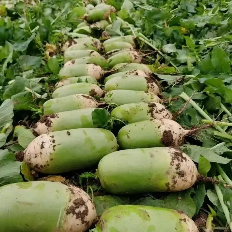 【薯再来】青萝卜净重9斤装河南现挖现发清脆爽口现挖萝卜自种主