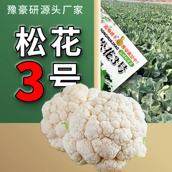 豫豪研松花3号100天松花菜种子花椰菜种子散花菜种子小苗越冬春播
