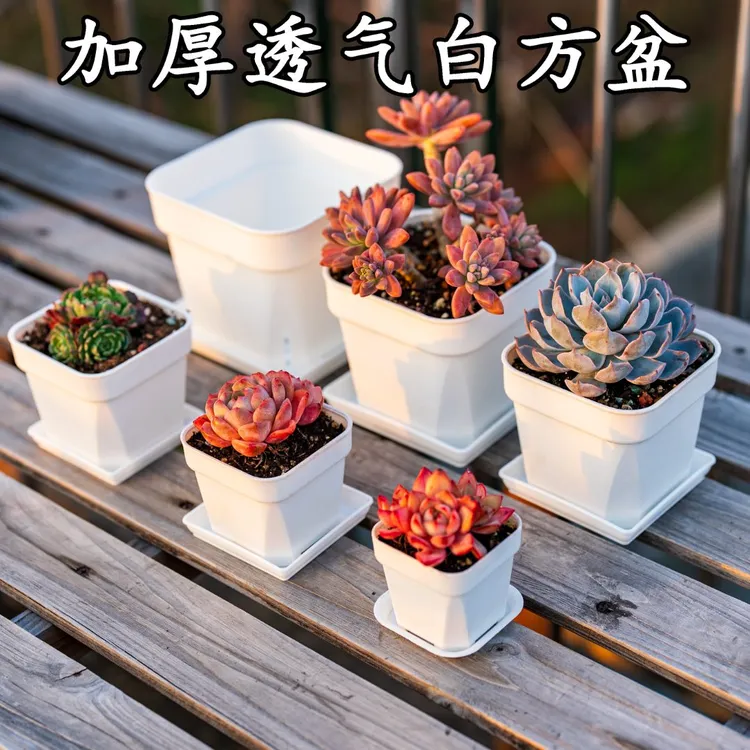 多肉结实耐用加厚耐晒抗冻透气透水简约小白方形花盆多肉花盆