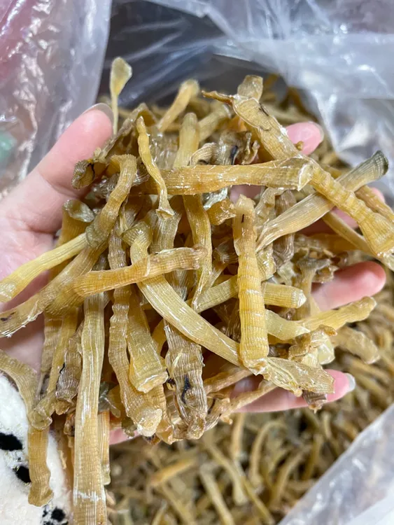 广西北海足干沙虫海产干货