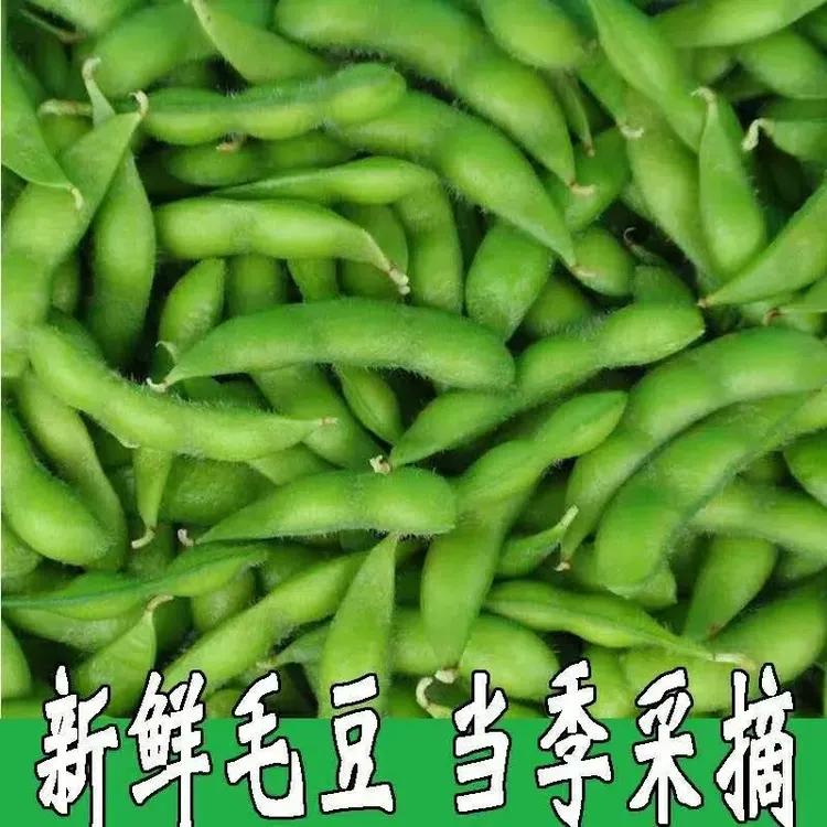新鲜毛豆带壳现摘农家自种蔬菜新鲜毛豆带壳现摘现发颗粒饱满时令