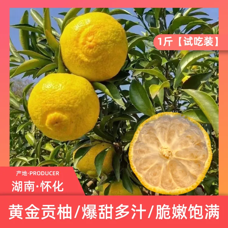 正宗湖南怀化黄金贡柚爽口又名象山青清脆甜新鲜1斤小果试吃柑橘