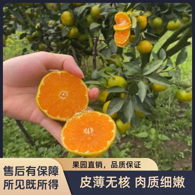 正宗江西寻乌蜜桔青皮橘子无籽皮薄新鲜应季孕妇水果