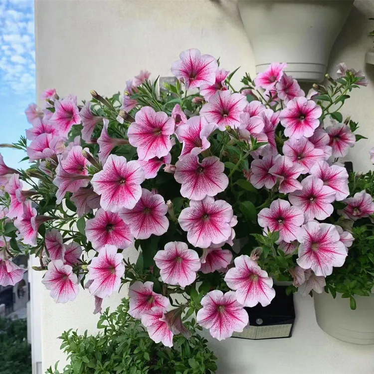 星空矮牵牛花苗窗台花盆栽带花苞垂吊草本花百万小玲阳台四季花卉