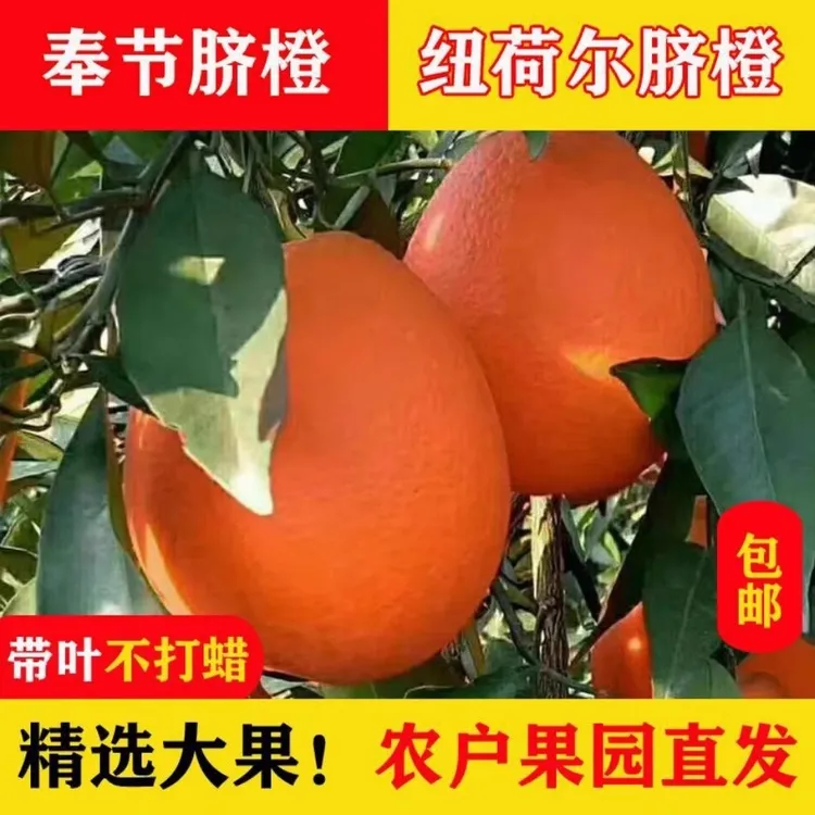 重庆奉节脐橙新鲜多汁香甜橙子产地直发当季水果现摘现发橘子酸甜