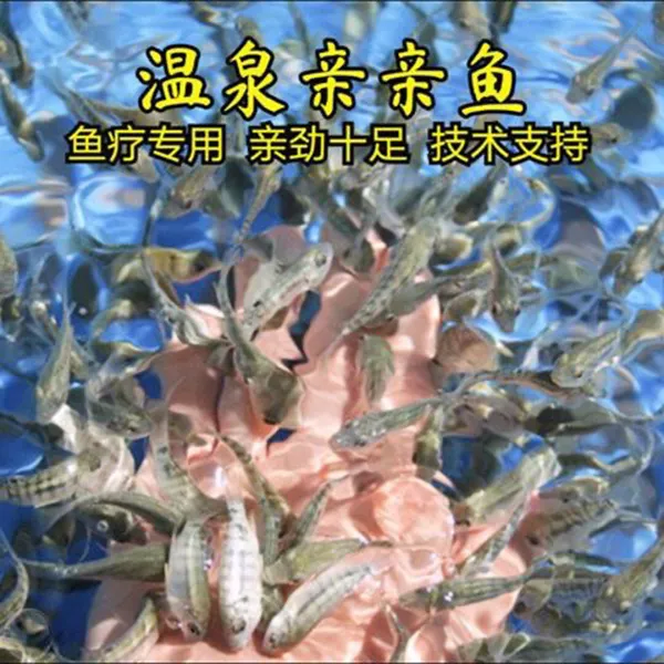 亲亲鱼温泉鱼足疗鱼按摩鱼星子鱼土耳其温泉吃死皮医疗鱼50g