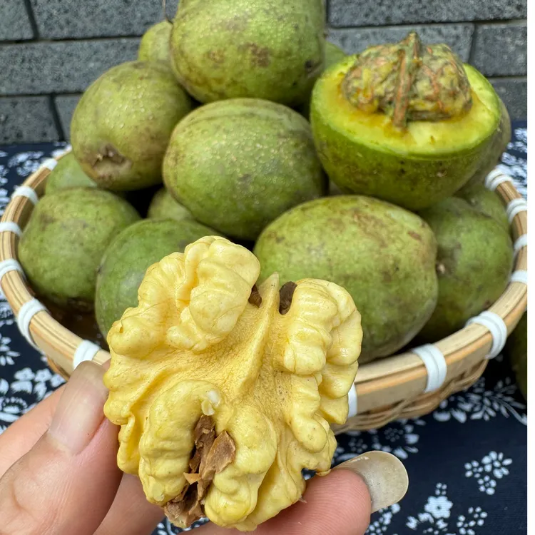 四川高山核桃2025现摘现发新核桃