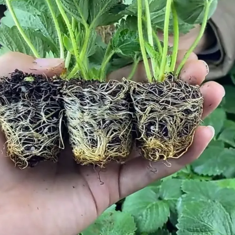 草莓苗草莓盆栽带果盆栽带花果四季种植奶油红颜丹东草莓秧苗绿植