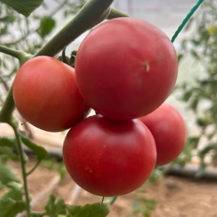 西红柿/原味一号/自种西红柿/大棚西红柿/可口西红柿/农产品/健康