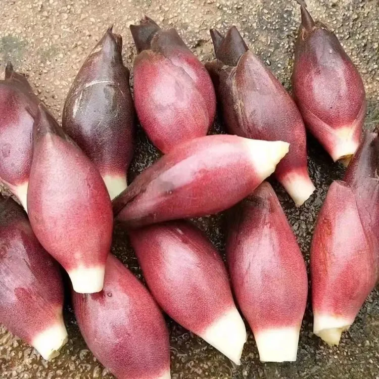 新鲜发货姜现摘现发阳荷姜发货笋洋霍阳合姜洋火蘘荷洋河新鲜蔬菜