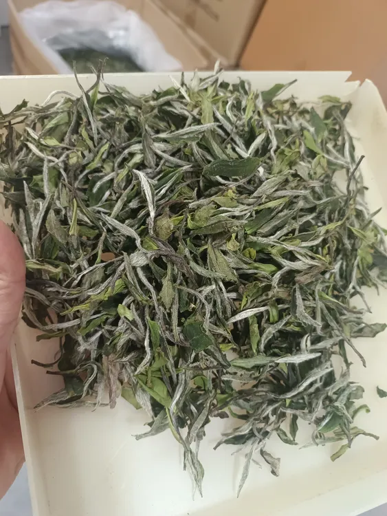 2025年兰花香白牡丹王