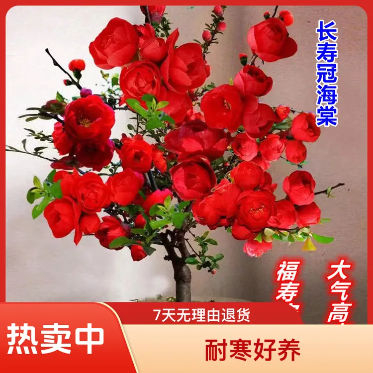 【爆花机器】花卉四季海棠盆栽长寿冠花卉复瓣红色大花耐寒海棠花