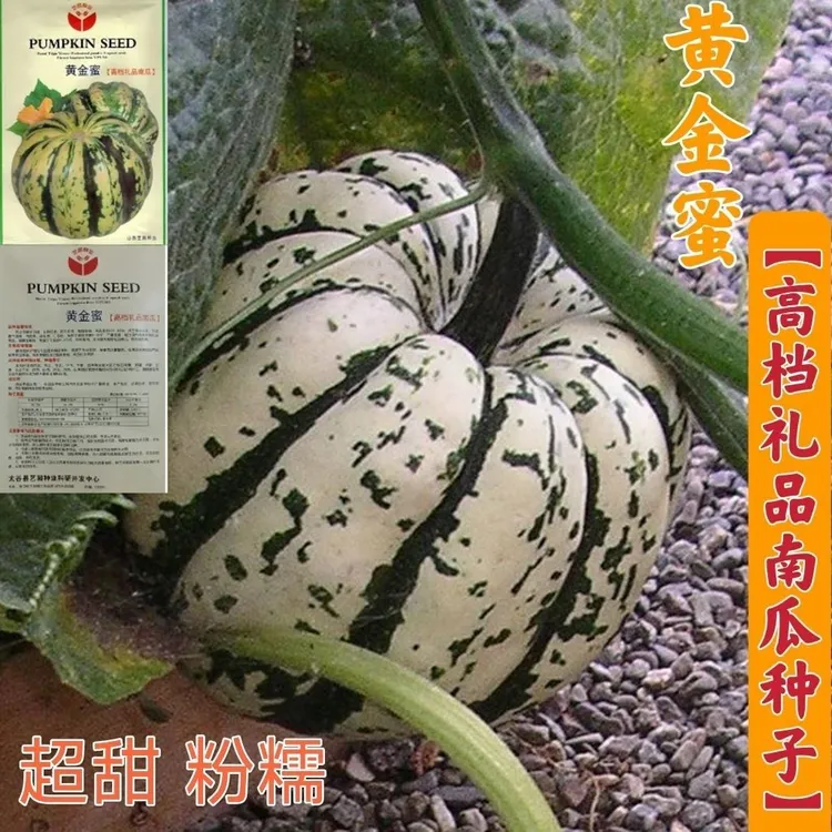 【黄金蜜南瓜种子】高档礼品迷你小南瓜超甜粉糯贝蔬菜种子栽培浇水