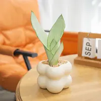 白玉虎皮兰带陶瓷盆种好发货好养耐旱办公室内绿植ins客厅盆景