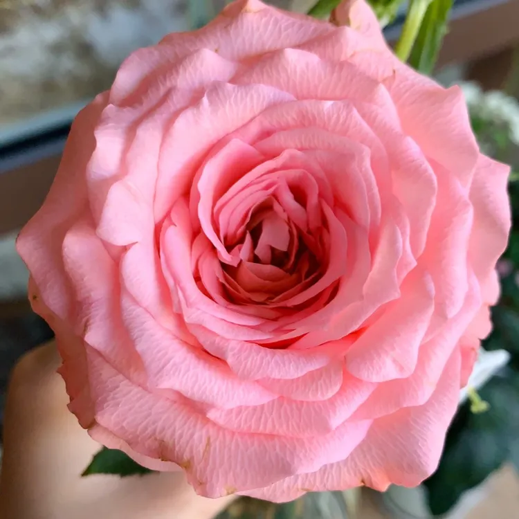 【戴安娜玫瑰】玫瑰花 浅粉色淡淡粉色玫瑰花 可以开炸 好养的鲜花