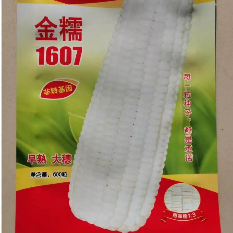鑫红麟金糯1607，白色甜加糯，四大区国审，早熟，大棒，软糯香甜