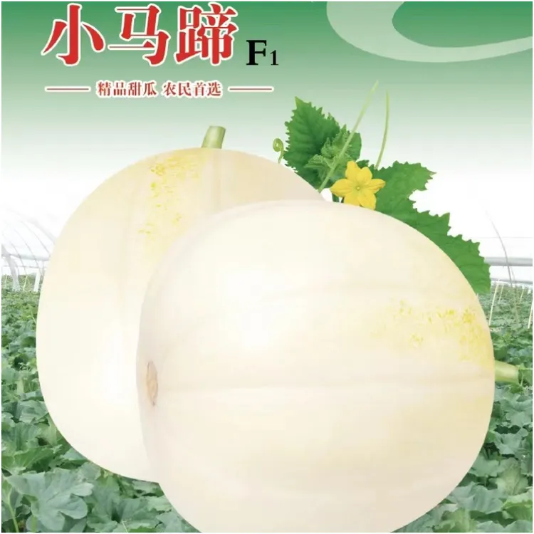 <小马蹄>甜香瓜种子（500粒/袋）早熟.甜脆.高产.抗病