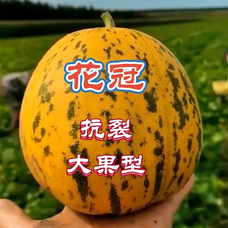 精品【花冠】优质花皮八里香甜瓜种子水果甜瓜籽（2000粒/袋西瓜）