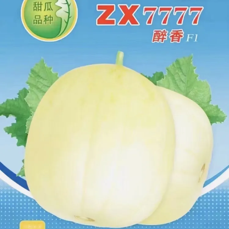 <醉香>甜香瓜种子 （500粒/袋）超早熟.超甜脆.果型圆润靓丽