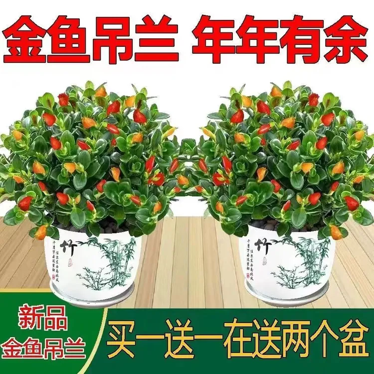 【聚财金鱼】金鱼花吊兰室内好养花卉盆栽四季开花特大号金钻绿植