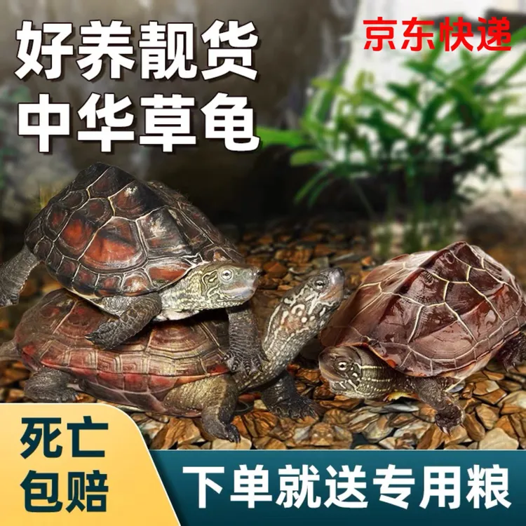 【萌宠好物】3-4厘米外塘中华草龟金线草龟包活15天送龟粮