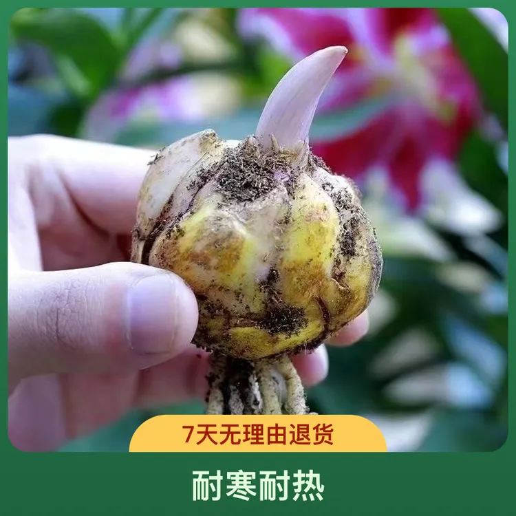 进口香水百合种球室内外四季种植耐寒耐热百合花种子花球重瓣带芽